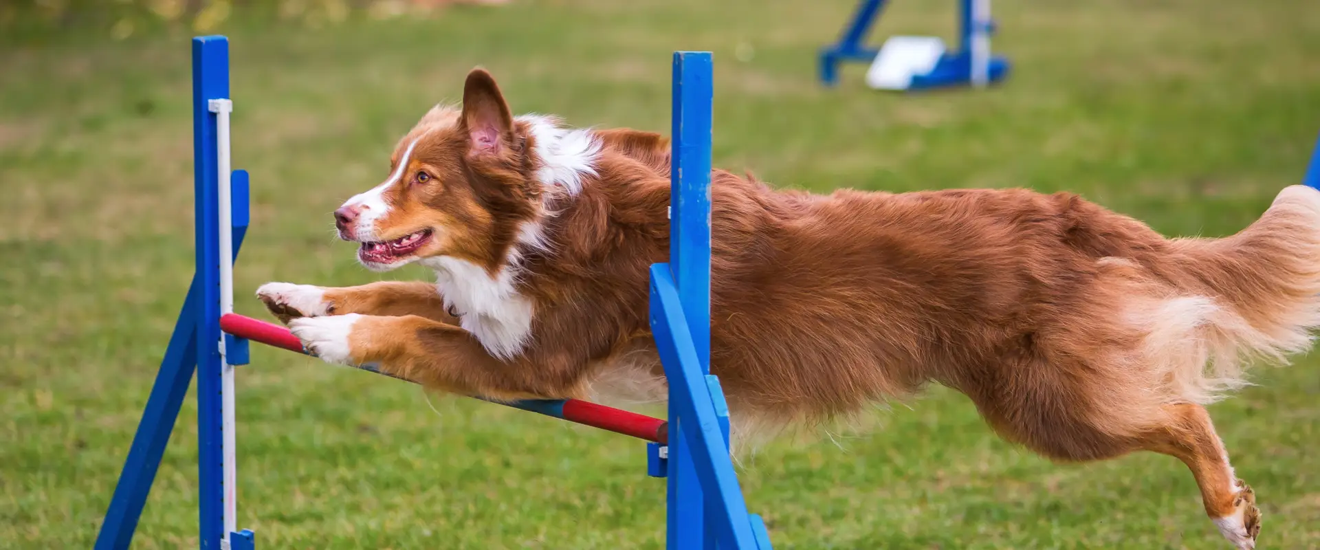 Agility Dog Association of Australia