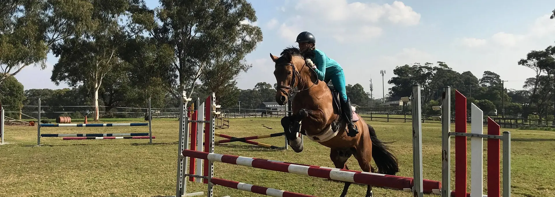 AKL German Riding Ponies