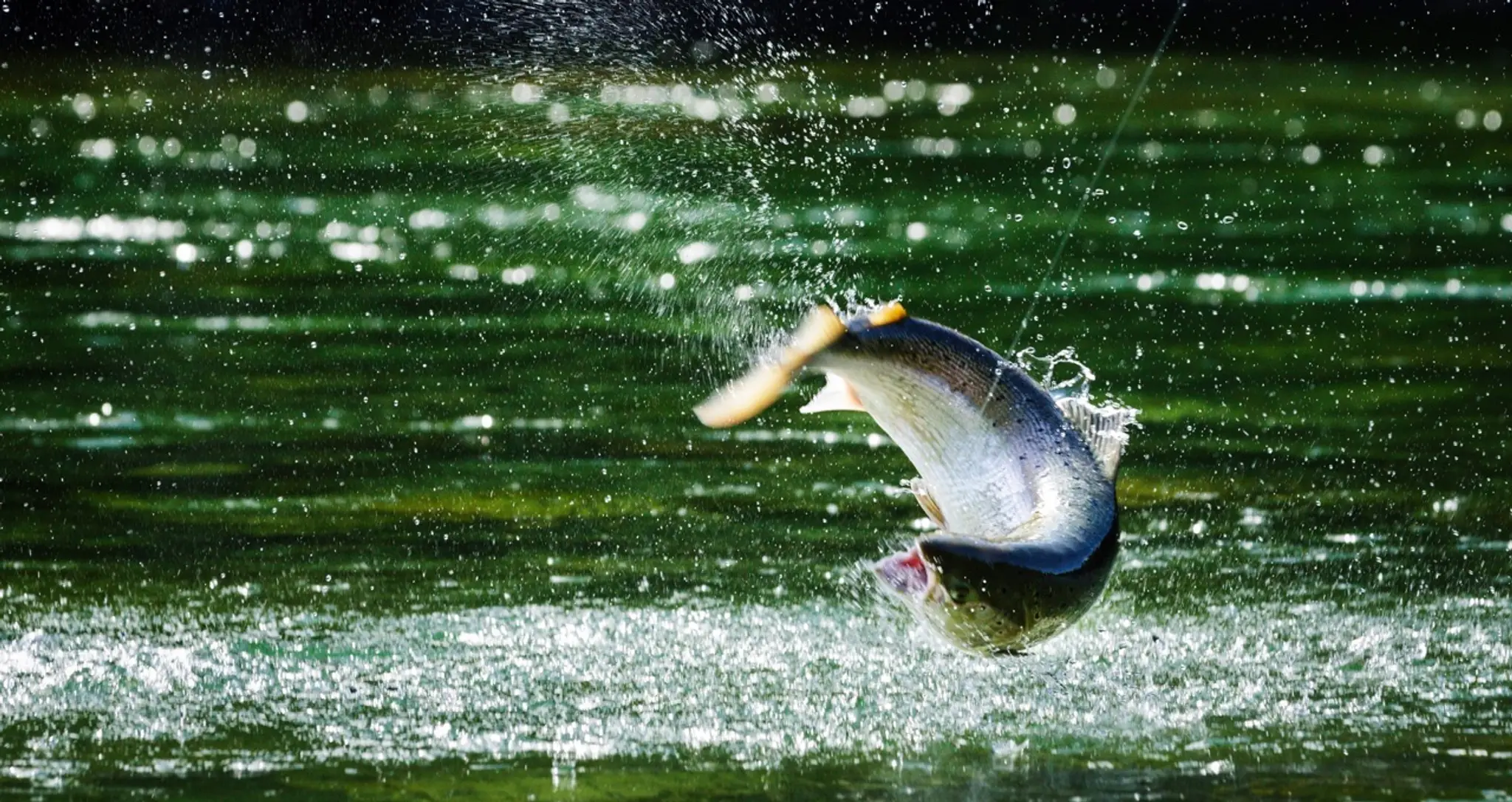 Camp Bonaventure - Atlantic Salmon Fishing