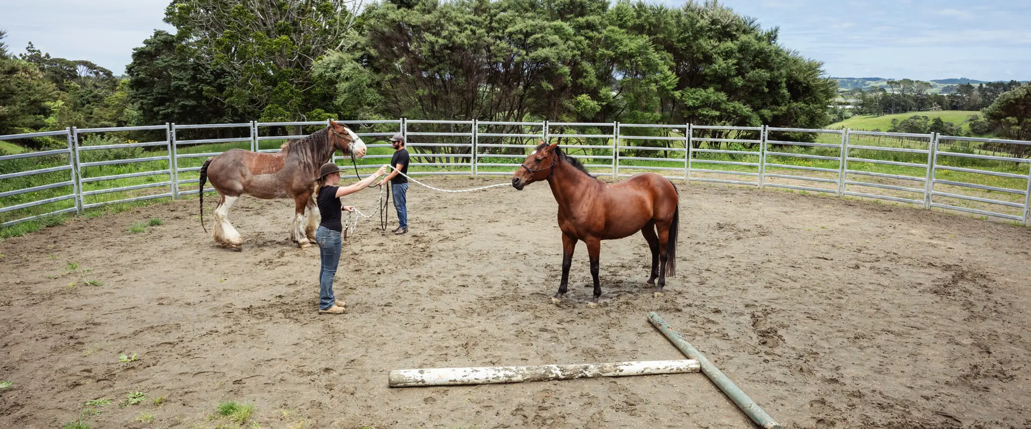 Muriwai Beach Horse Treks Auckland