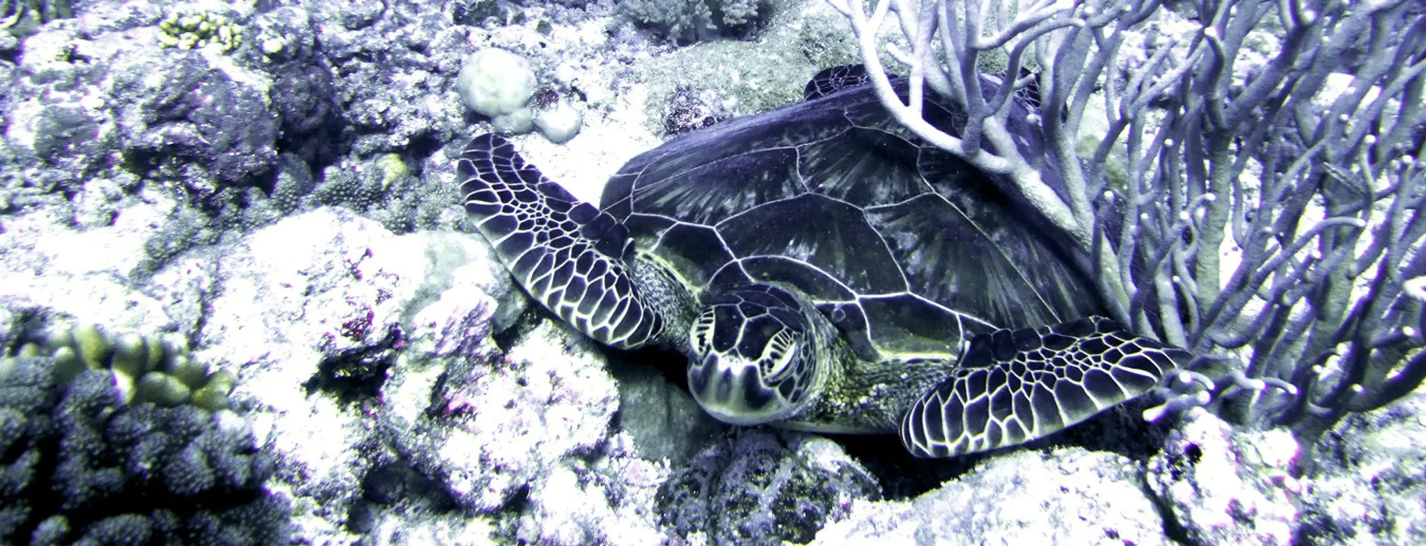 Bedford Sub Aqua Club