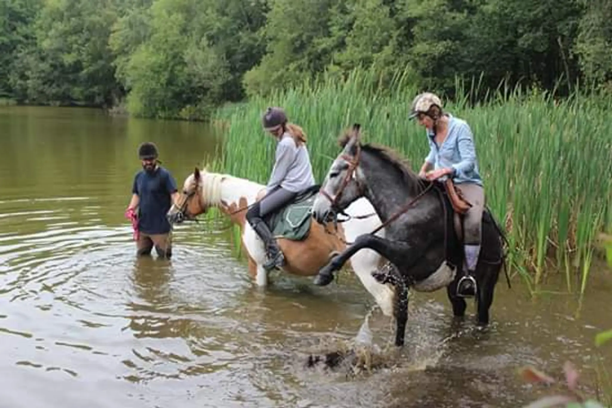 Les Crins De Verdure