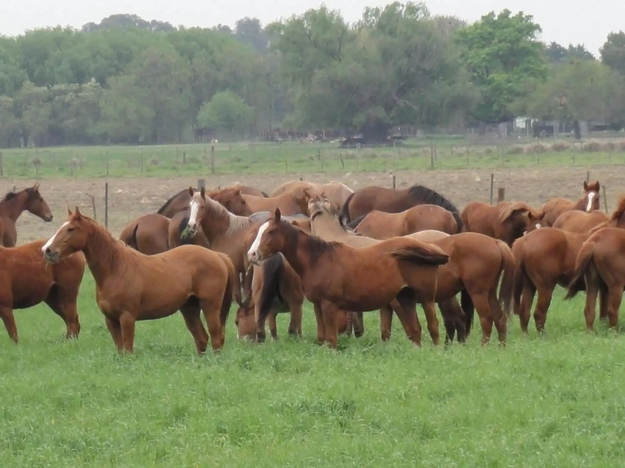 La Mariposa Polo School & Lessons