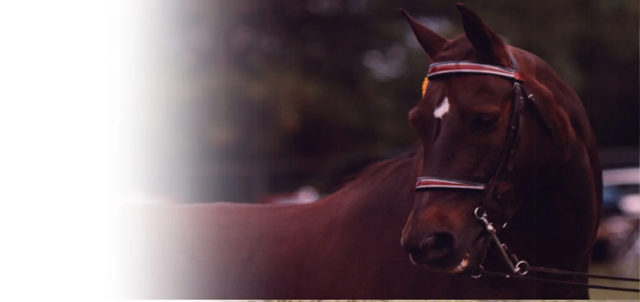 Trillium Morgan Horse Farm