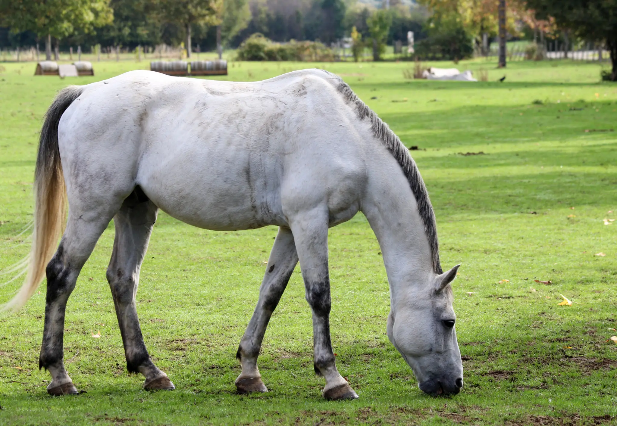 Adaesl Club Des Iles