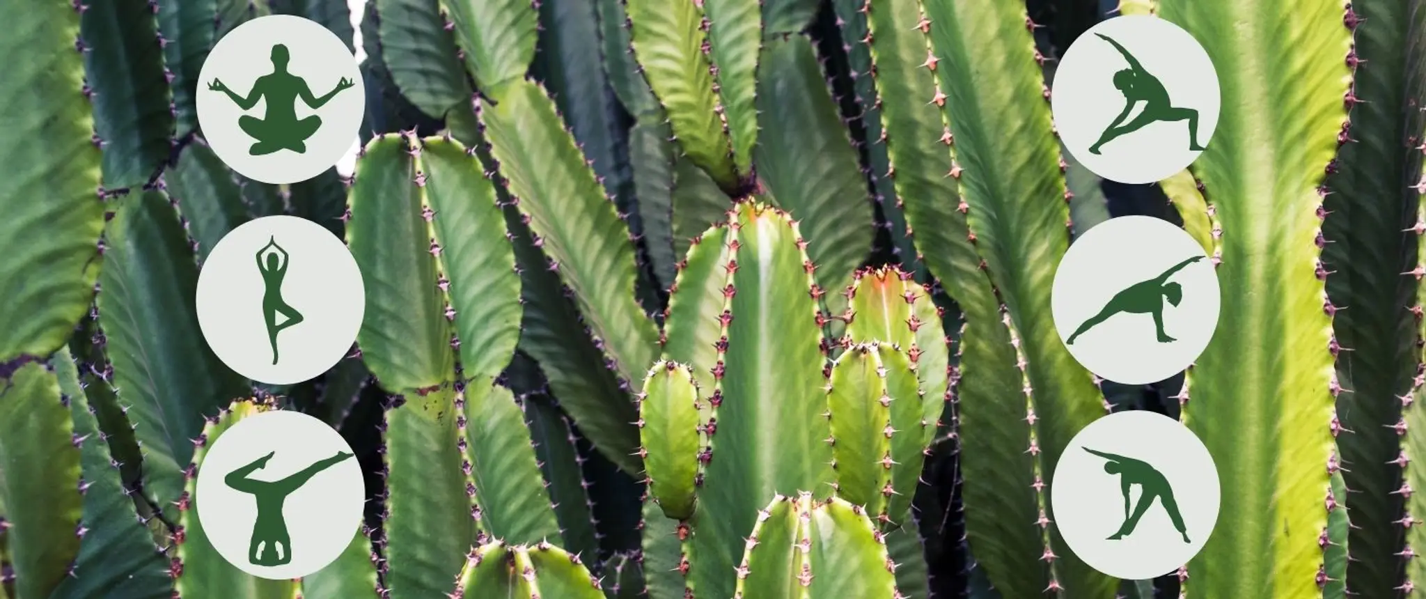 Cactus Yoga
