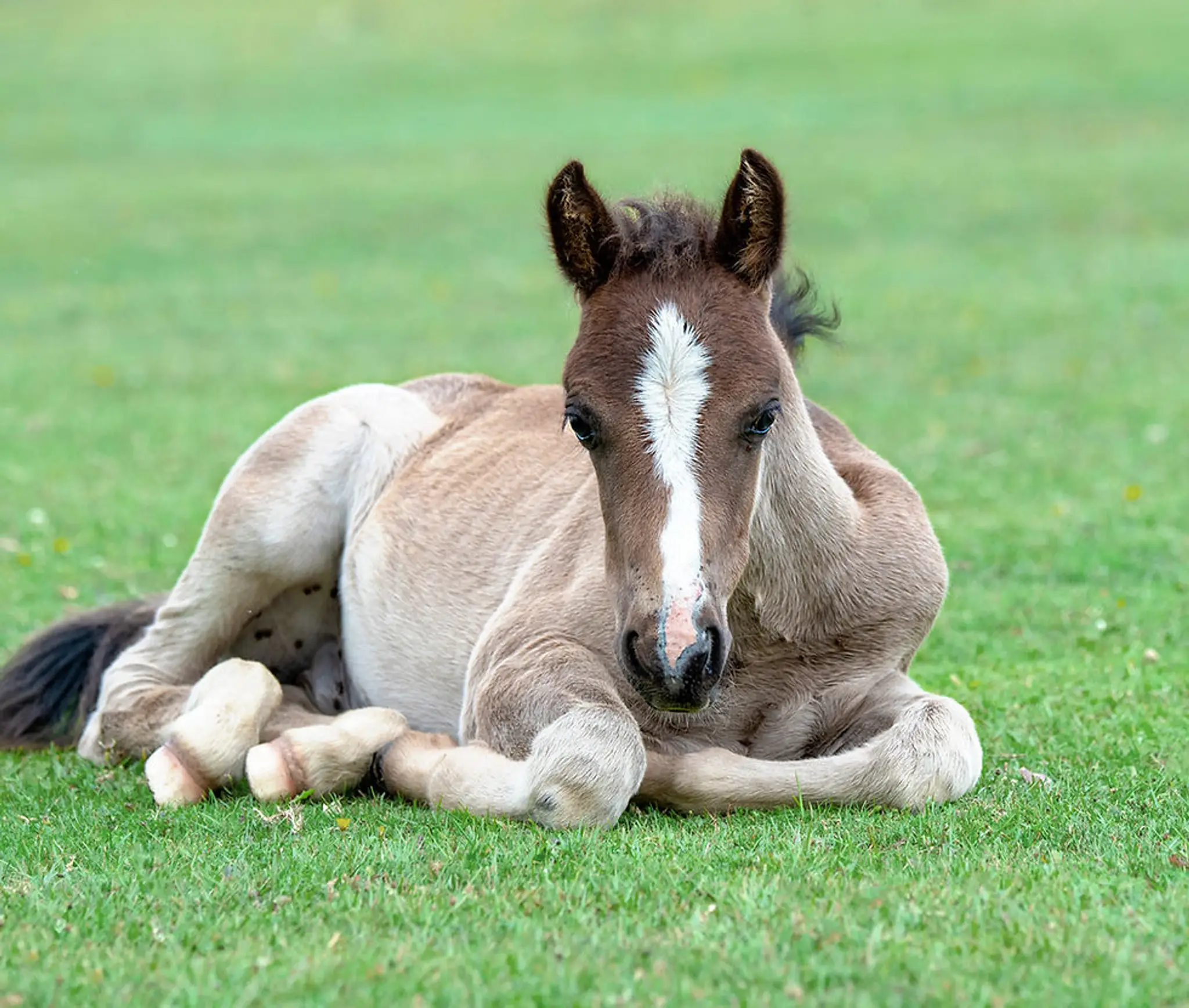 Centura Riding School