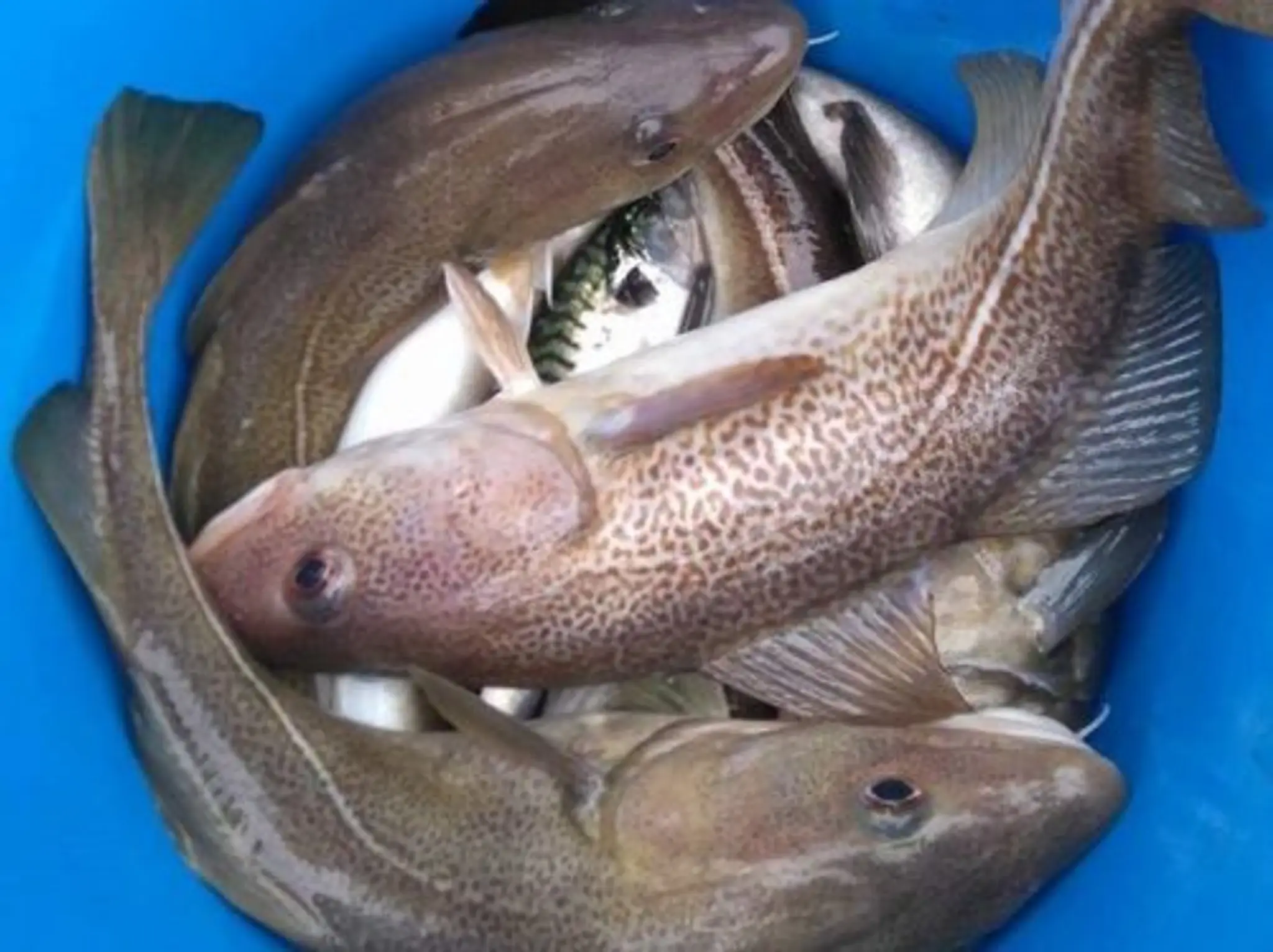 Moray Firth Fishing Charters