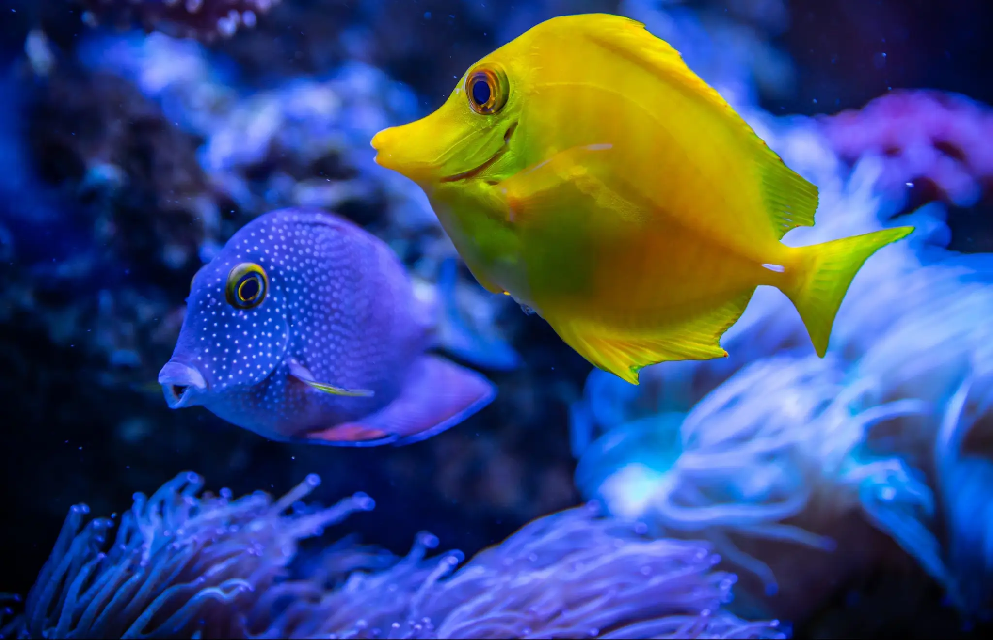 Cadzow Belinda Swim School