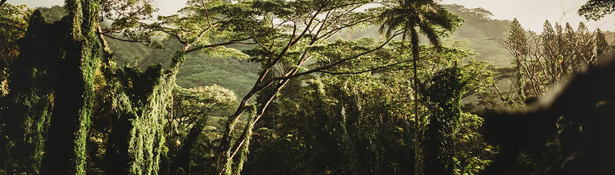 Jungle Gym Lift House