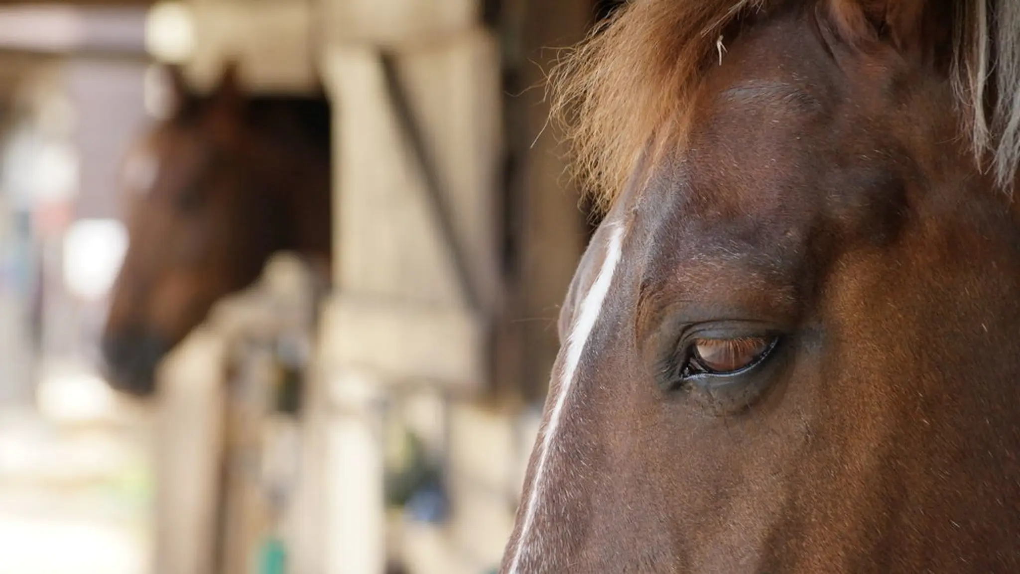 Witham Villa Riding Centre