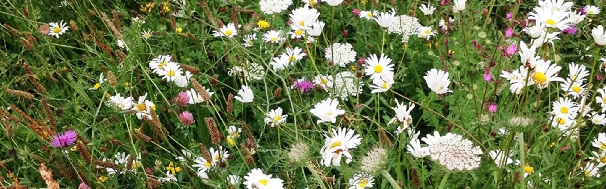 Bettysmead Playing Fields