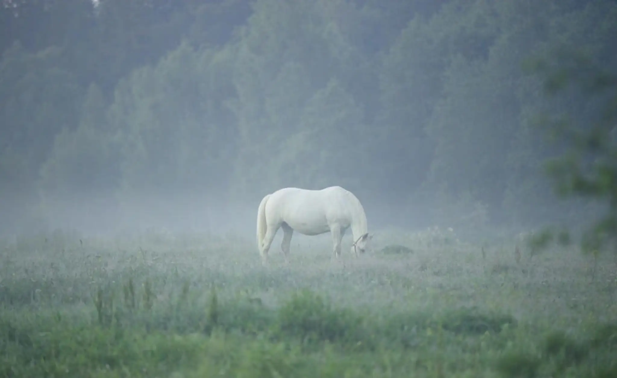 L'étrier De Bigorre