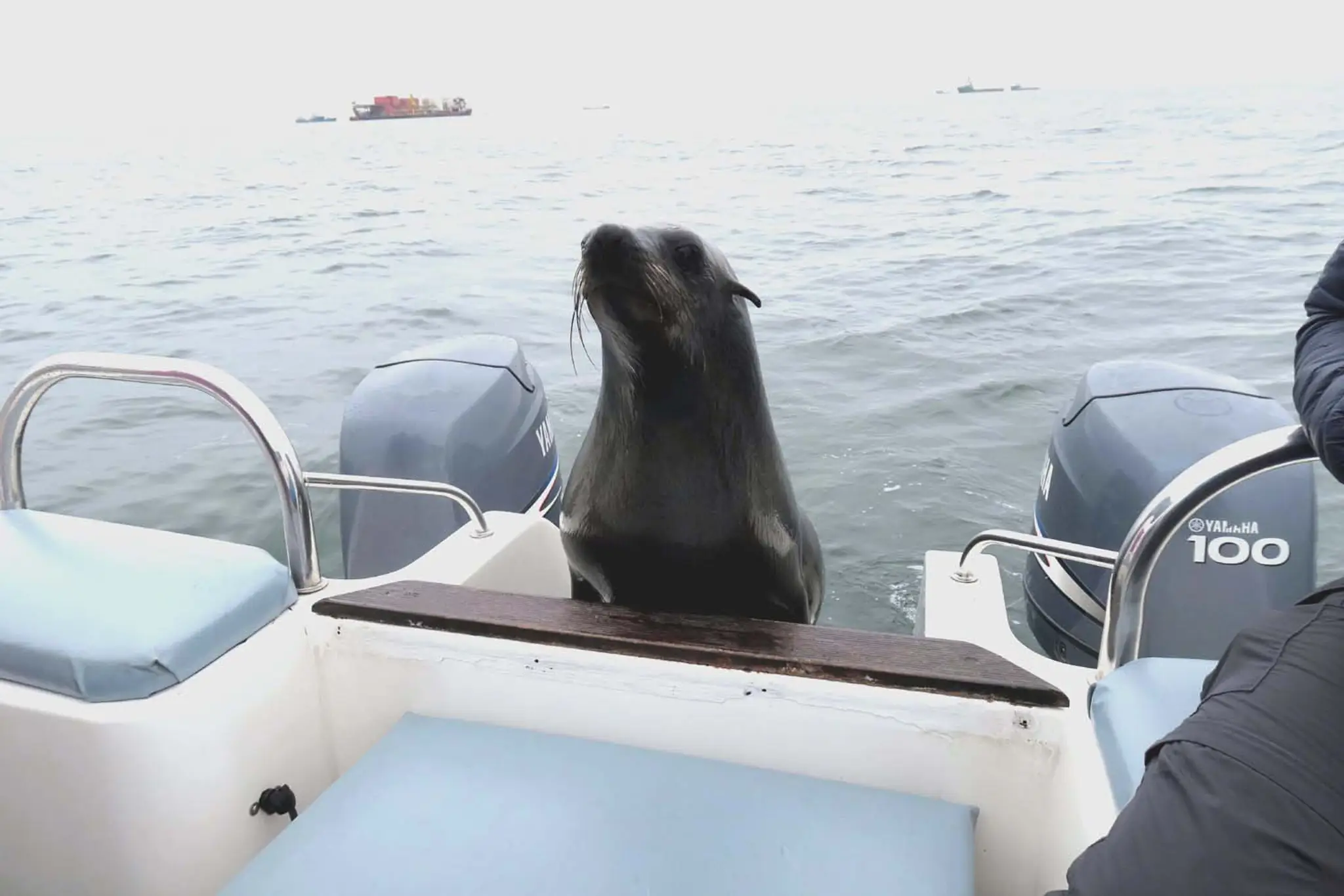 Yacht Motor Club Rhodanien