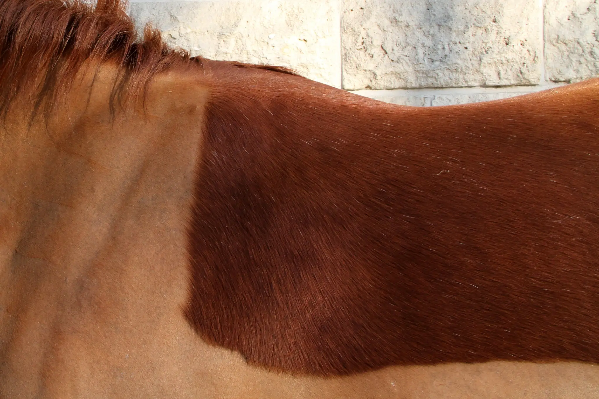 Company D'équitation De Paris - Sep