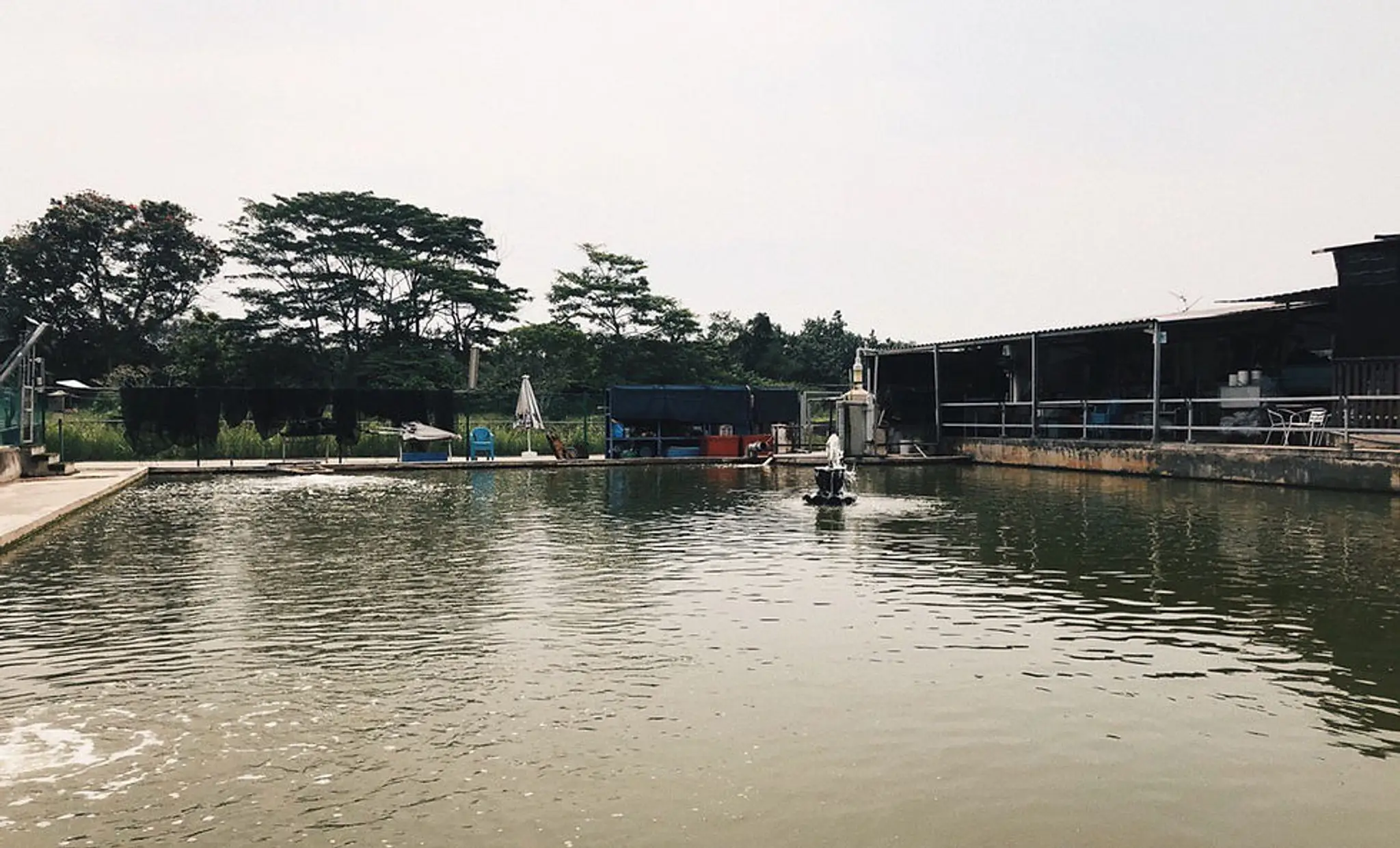 Ah Lim's Fishing Pond