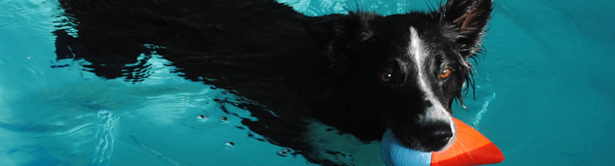 Coastal Canine Hydrotherapy & Fitness Centre