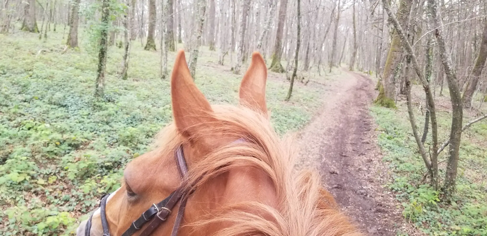 Ecurie Du Bois De Norges