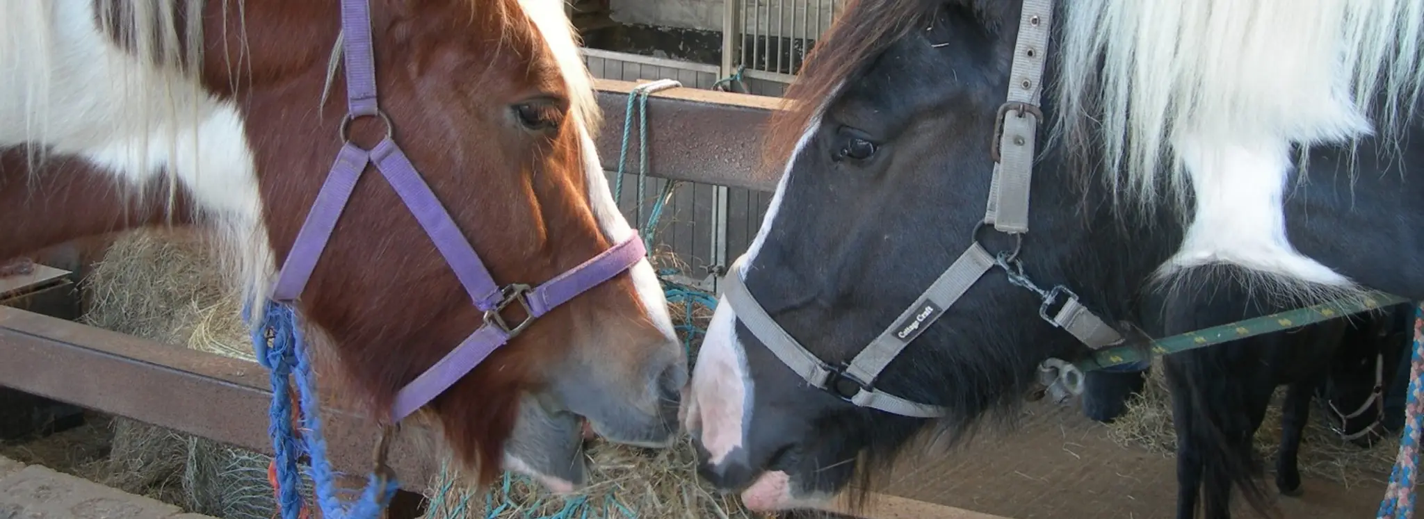 Three Greys Riding School