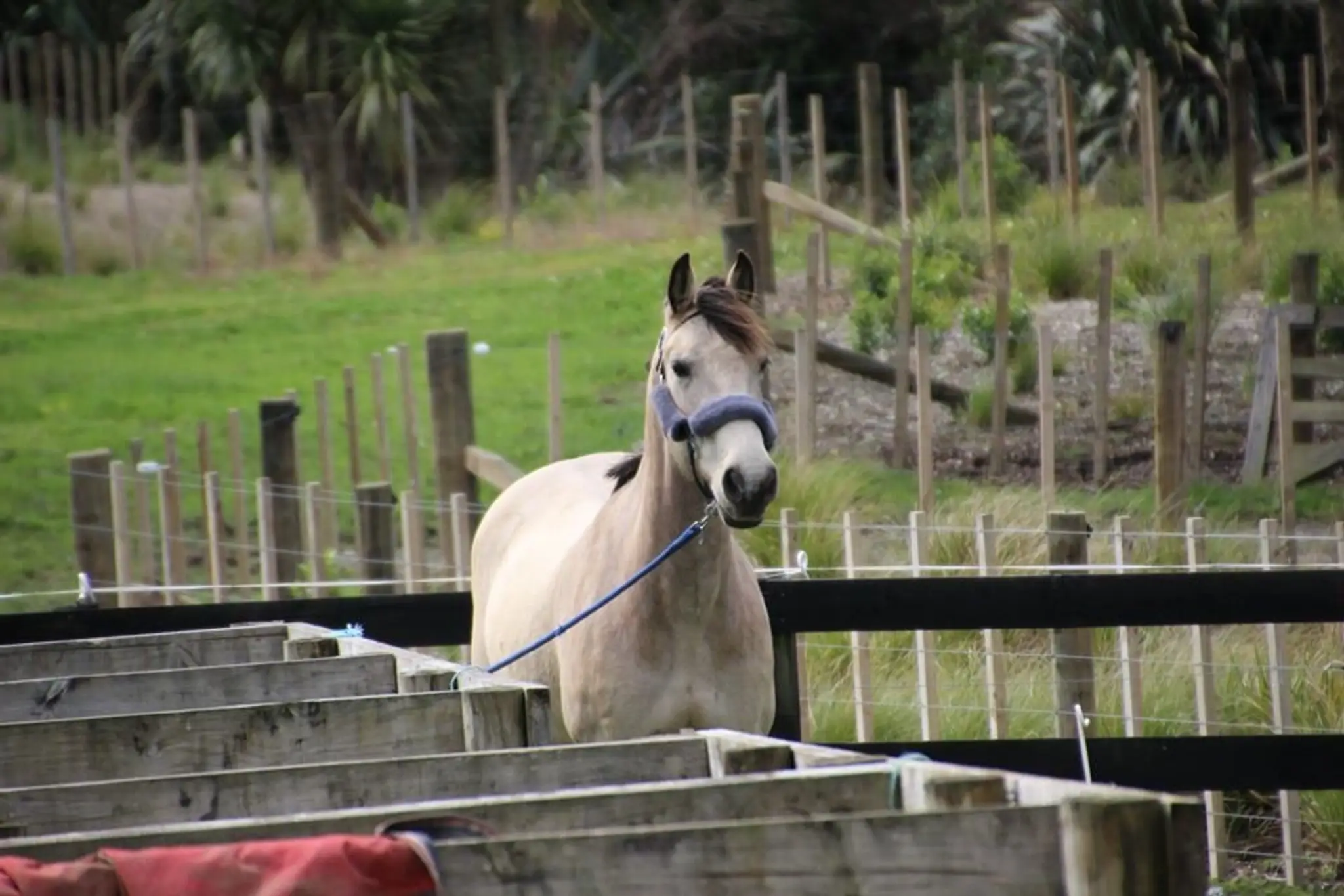 Massey Pony Club