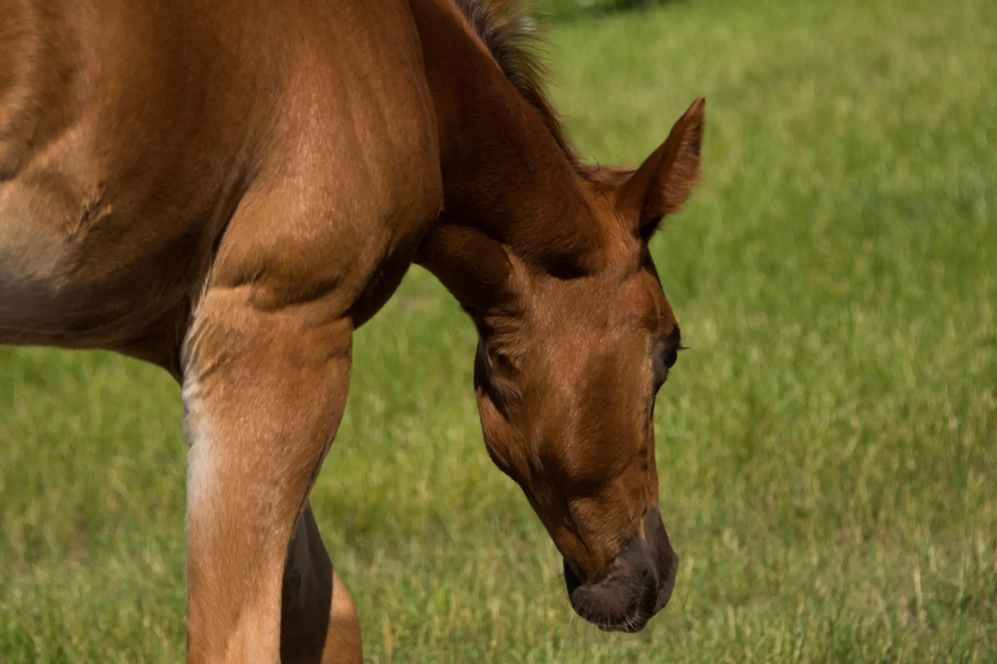 Ferme Equestre Excalibur