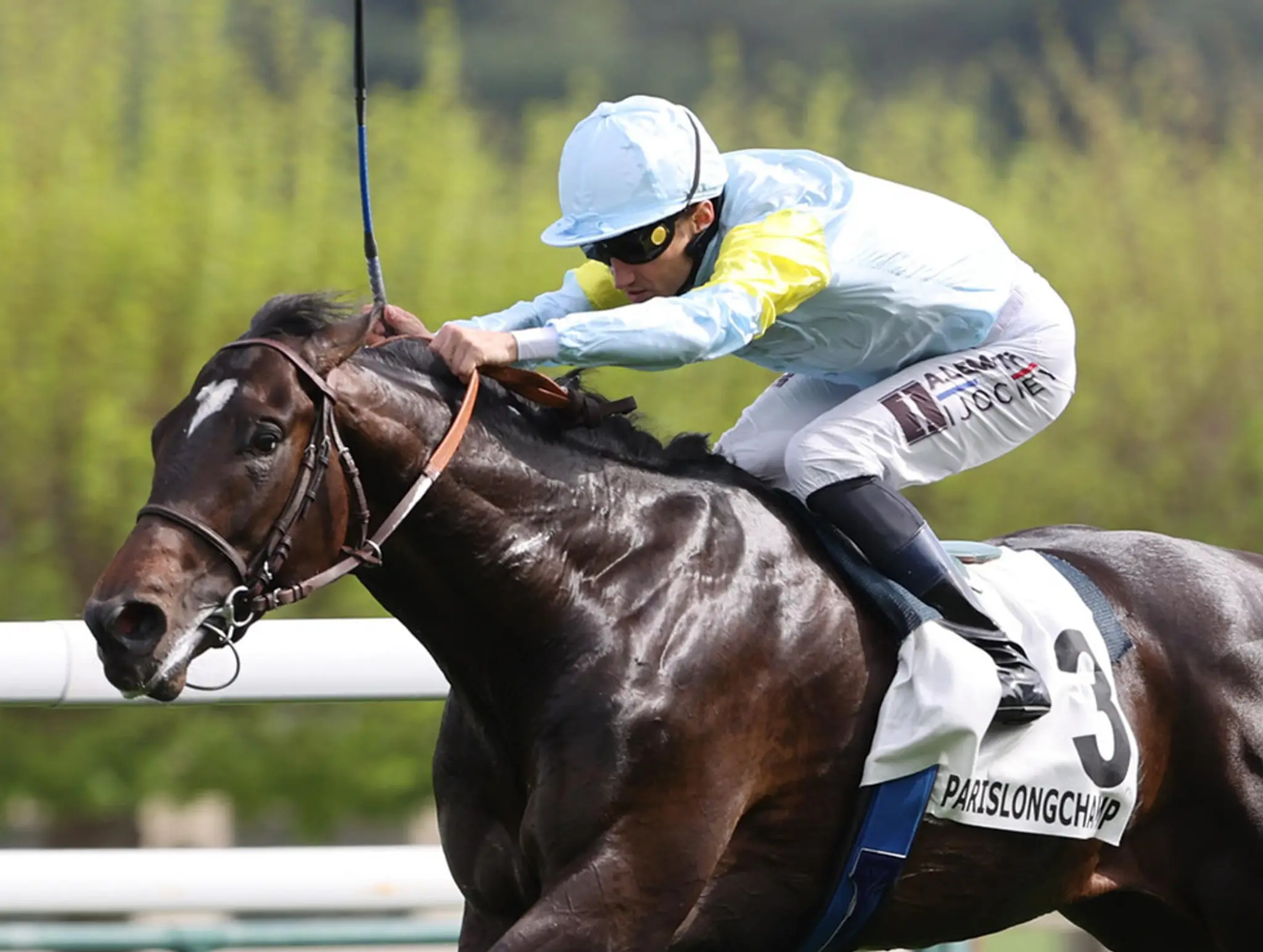 Stud Du Mezeray - Sumbe