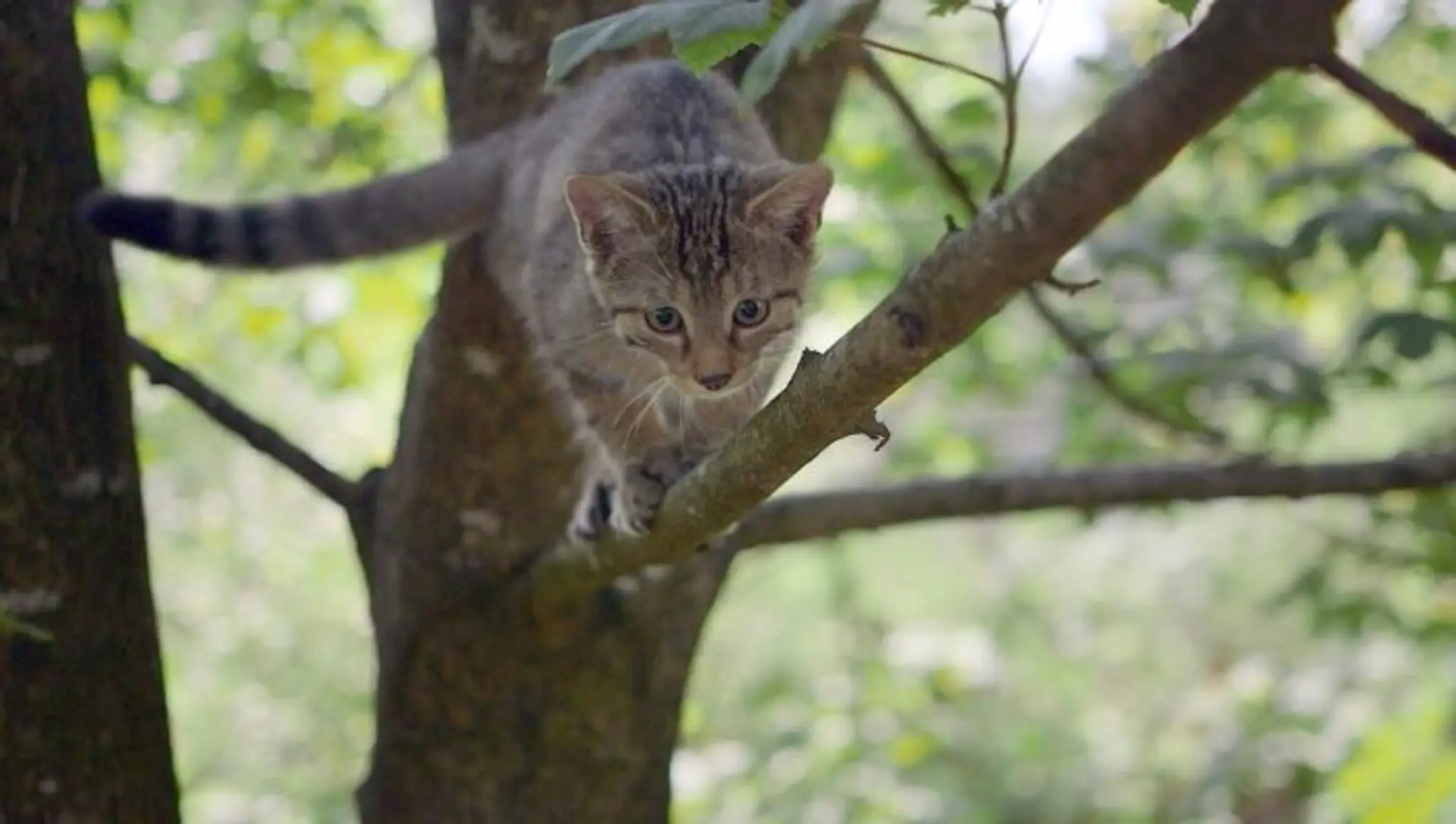 Agnès Courtois - coach et formatrice en agilité comportementale