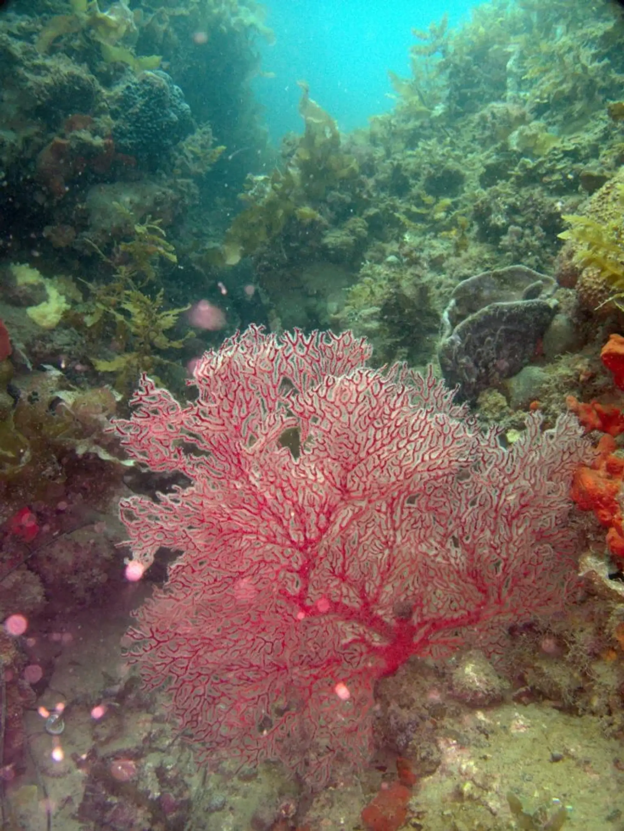 Adelaide University Scuba Club