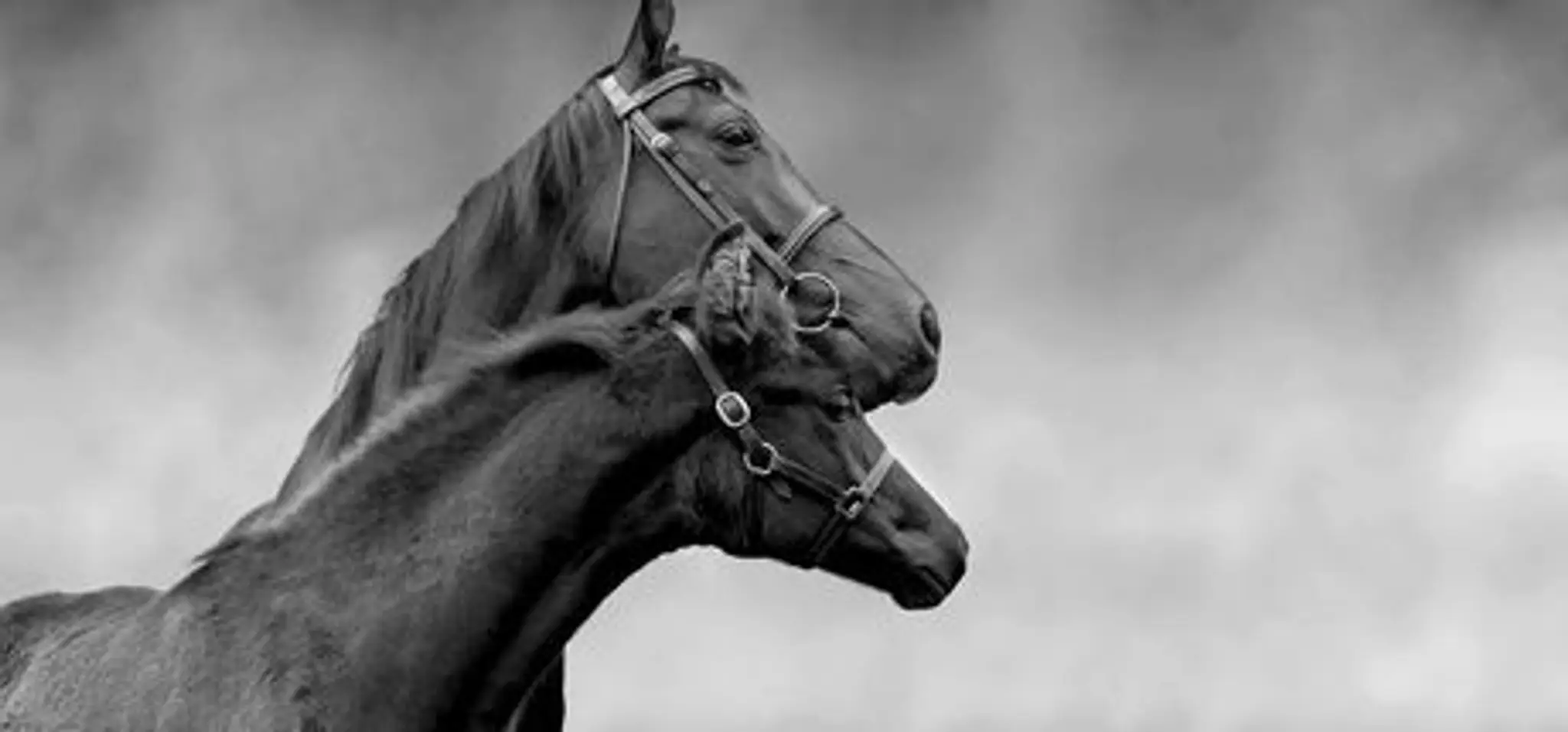 Fosshey Stables & Hanoverian Stud