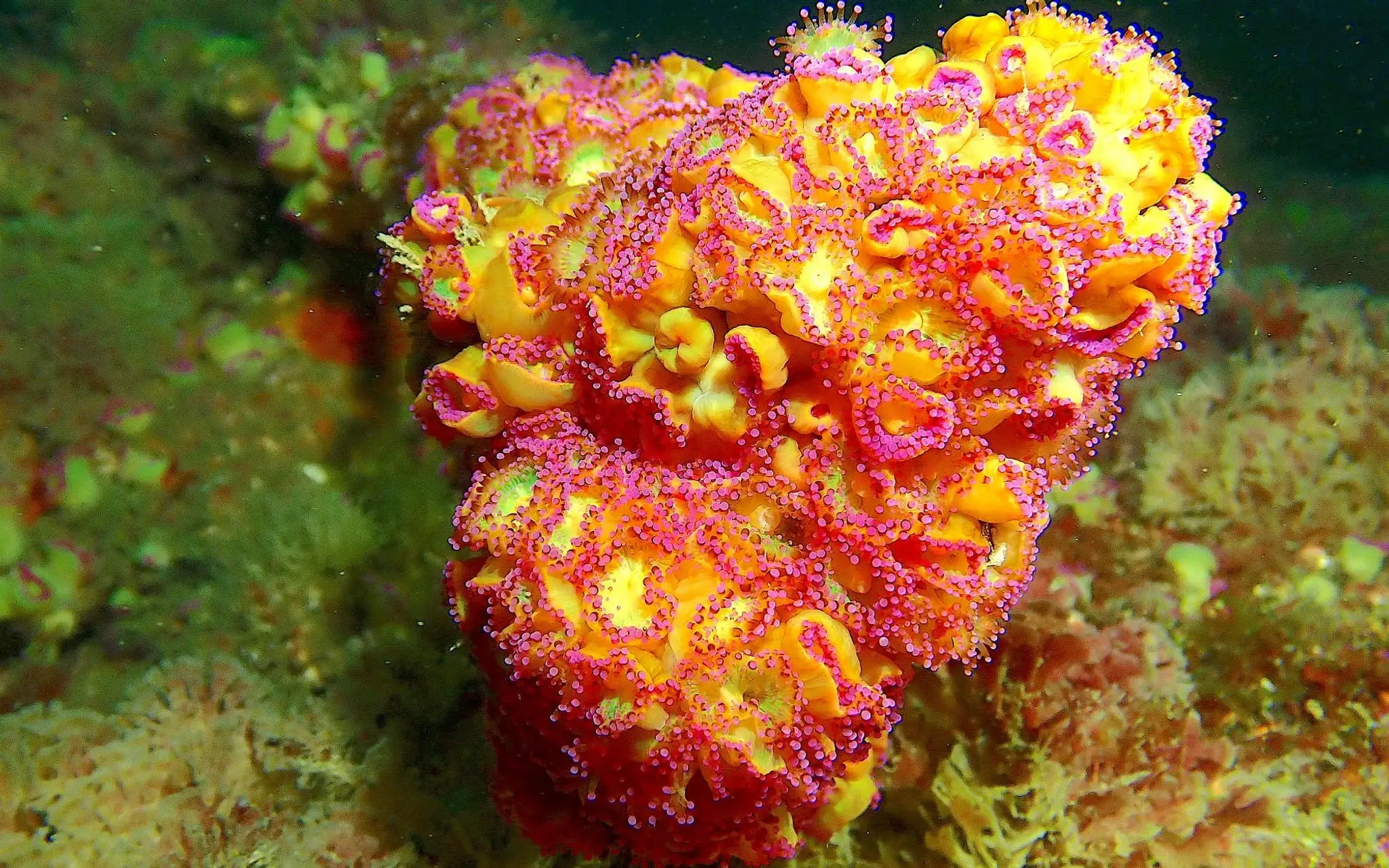 ACDC Plongée Plougastel