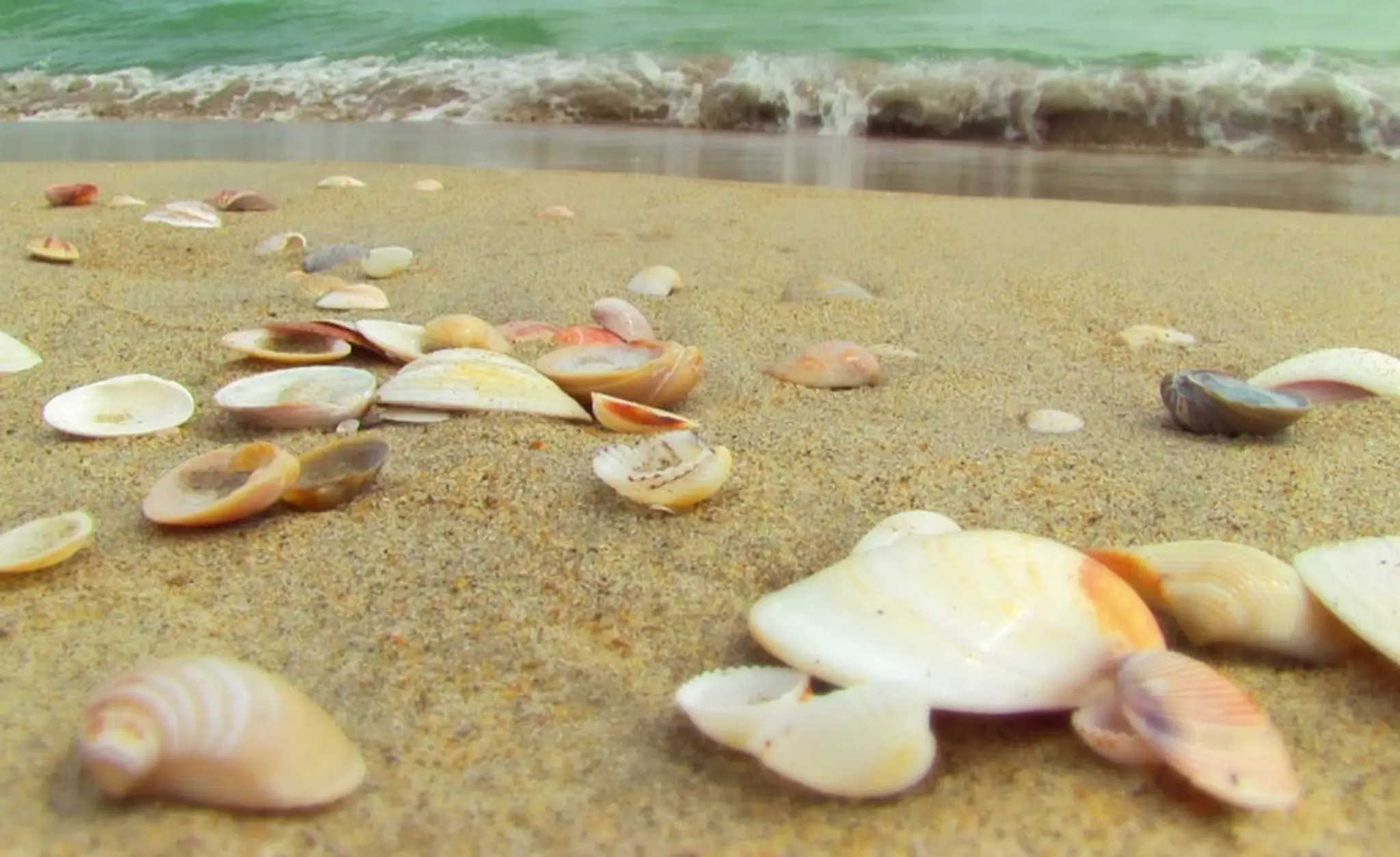 Effective Fitness 2 You