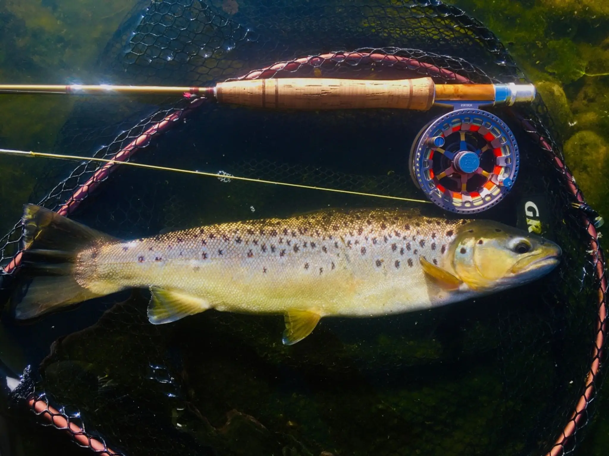 Willington & District Angling Club