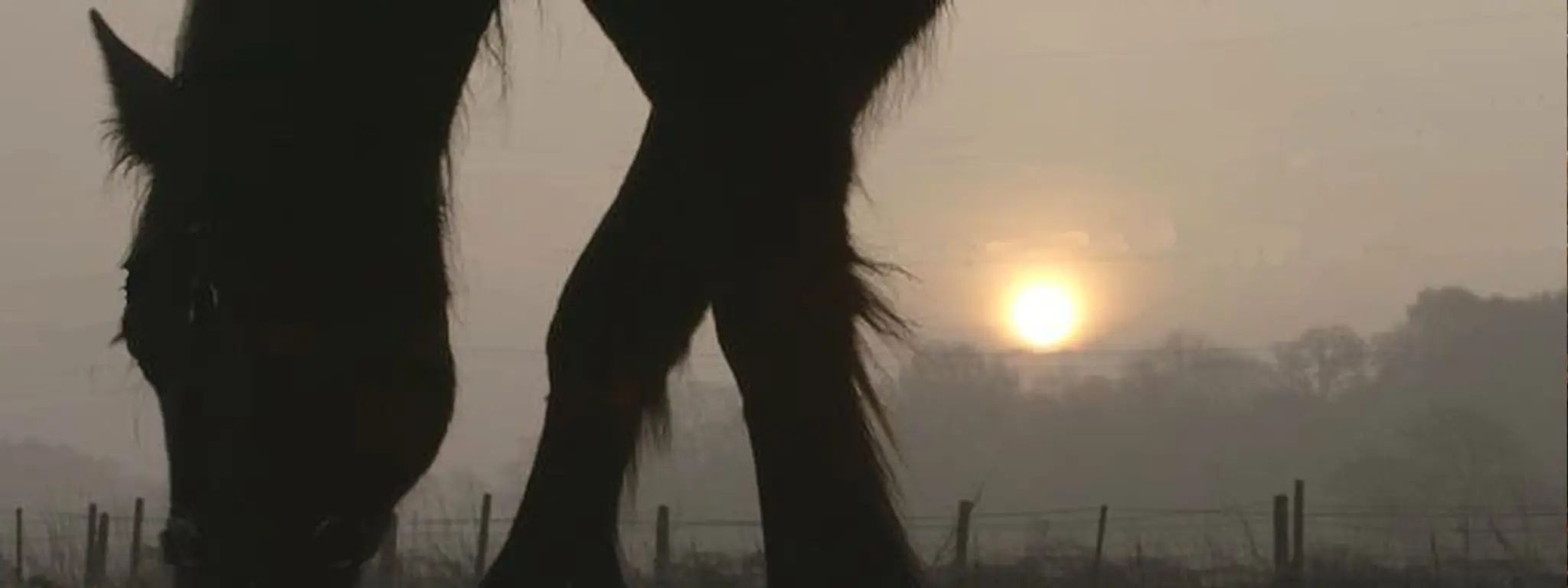 Lower Dale Farm Equestrian Centre