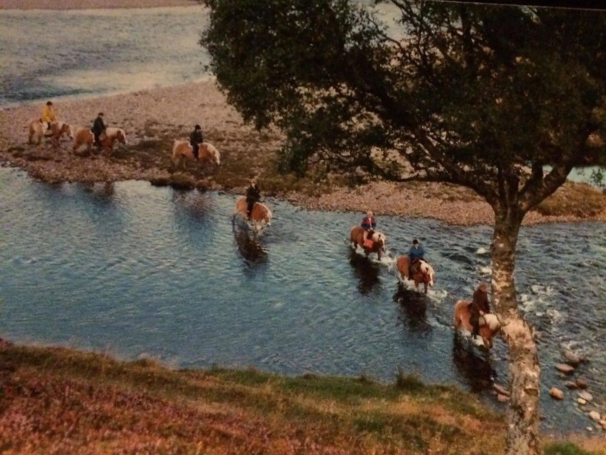 Haflinger Trekking Centre