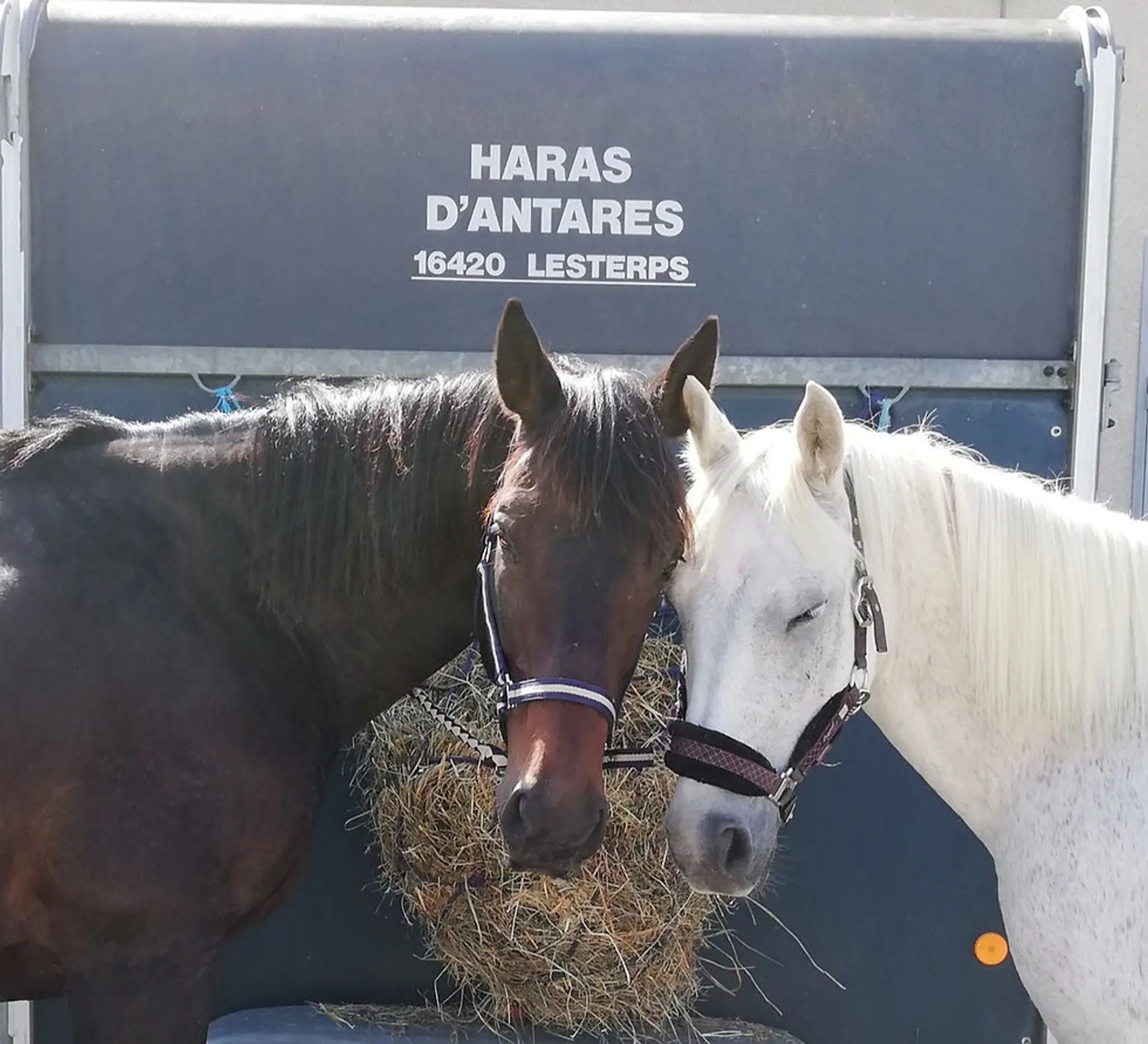 Haras d'Antares