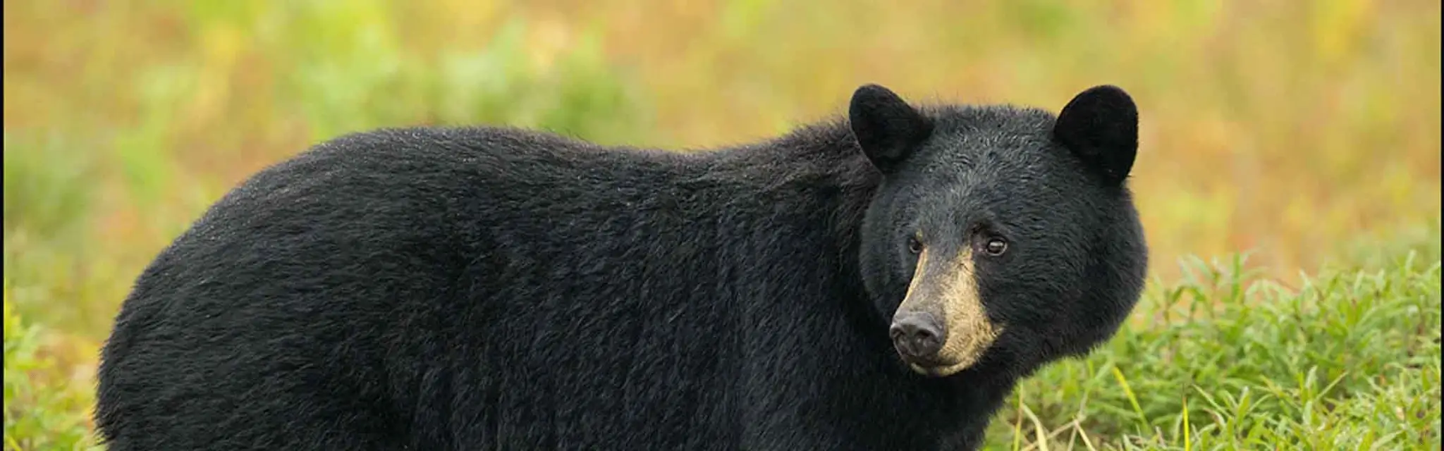 Aventure Lac Saint-Jean - Pche, Croisire et Ours noir