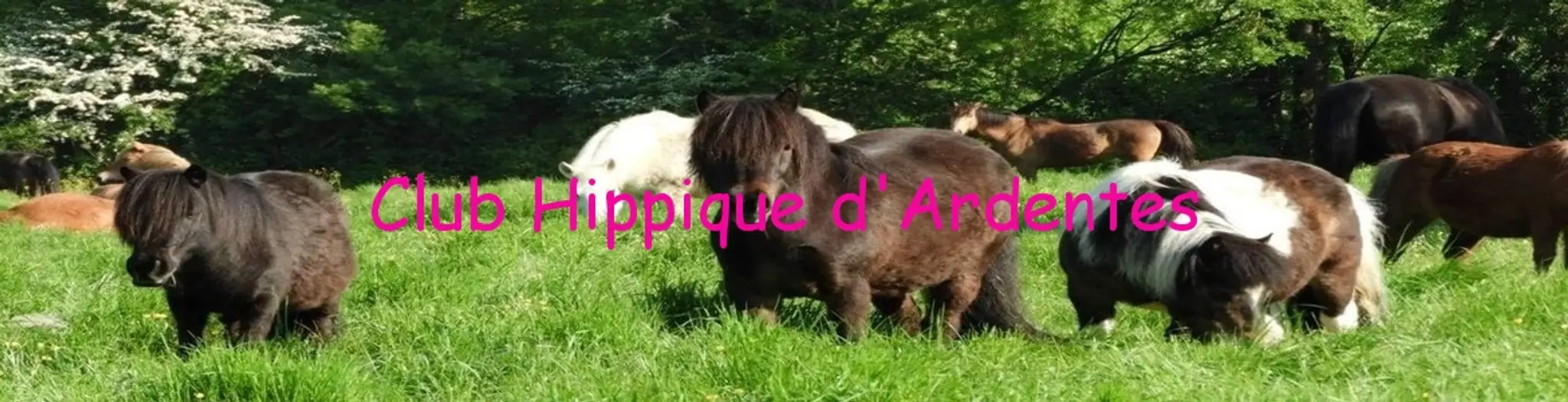 CLUB HIPPIQUE D ARDENTES
