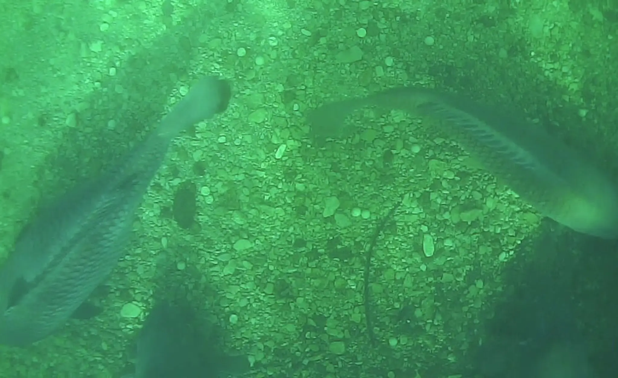 Carp Fever Angling Centre