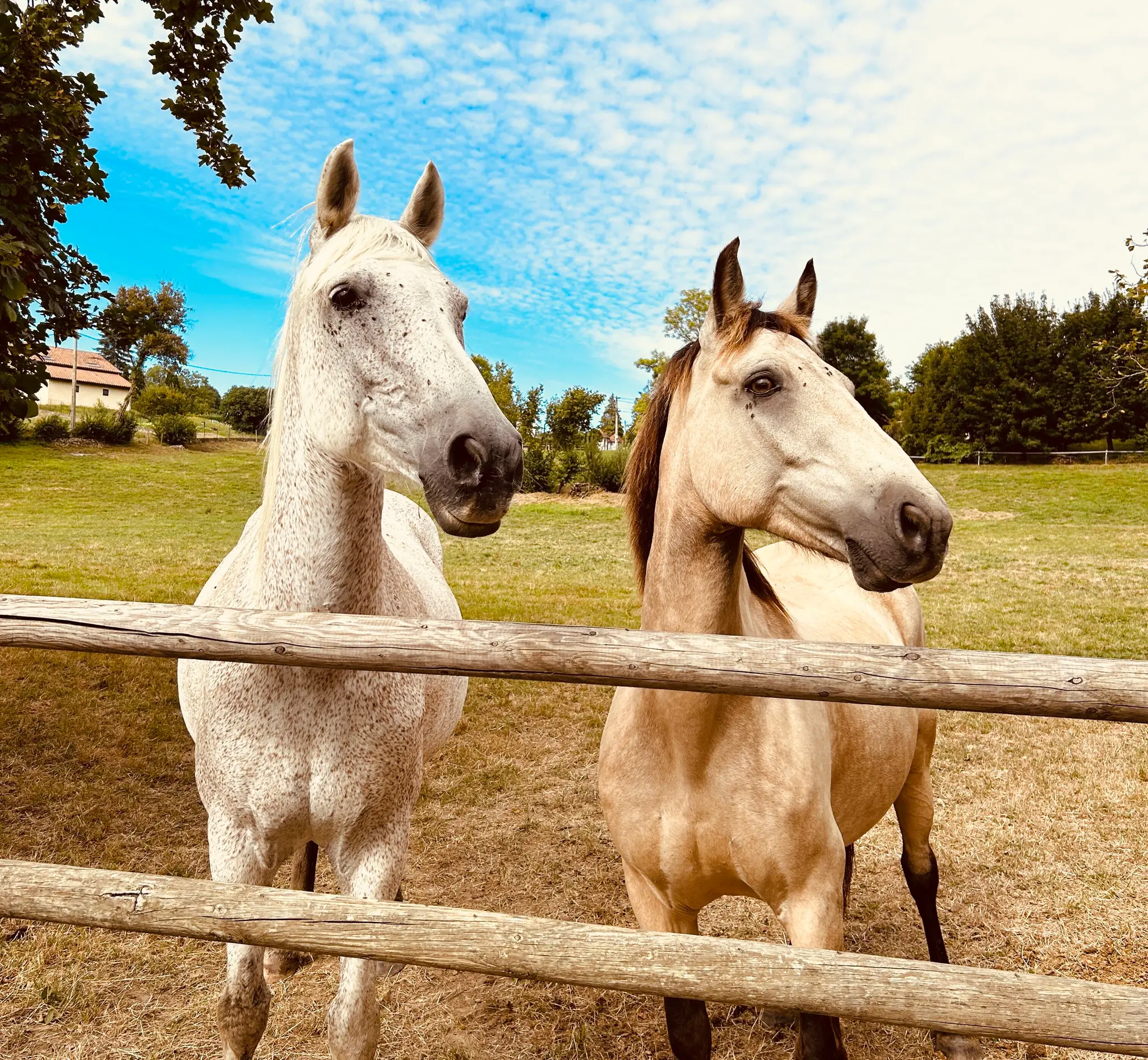 SCEA DU MAS DE MEYRIE