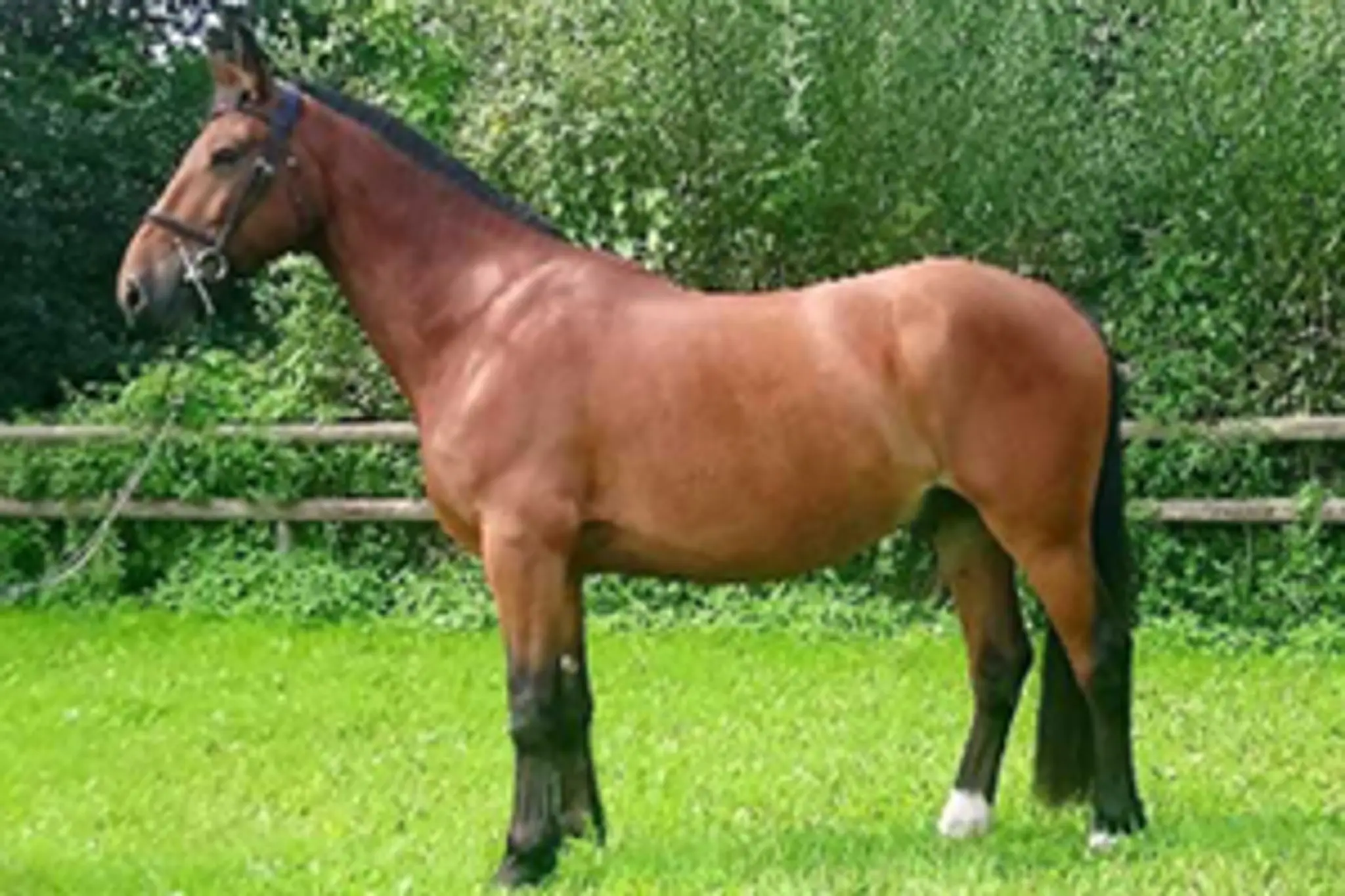 Greatham Equestrian Centre
