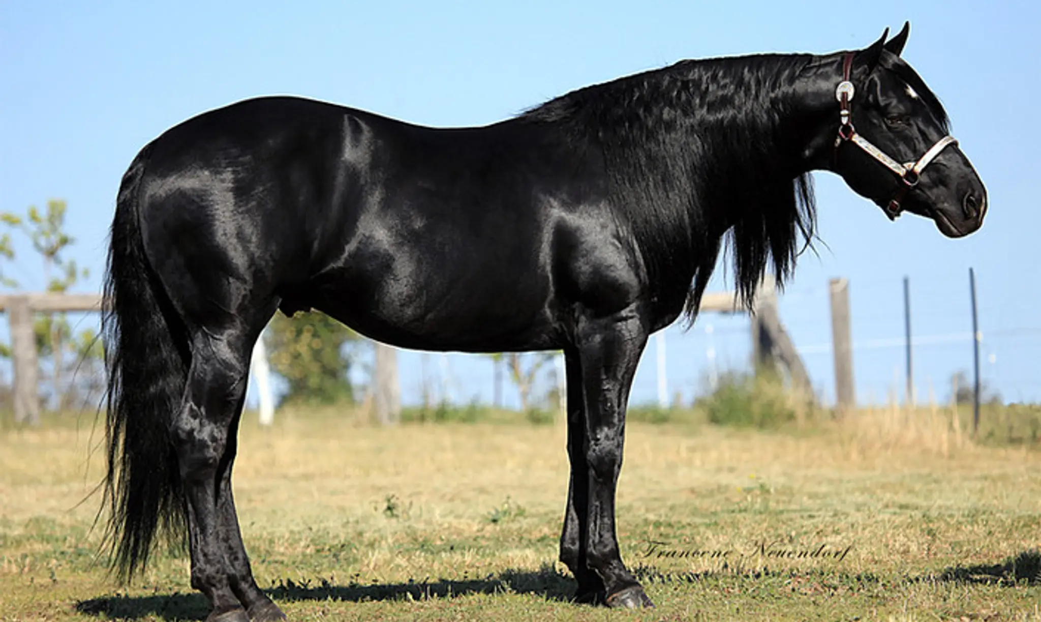 Crownk Quarter Horse Stud