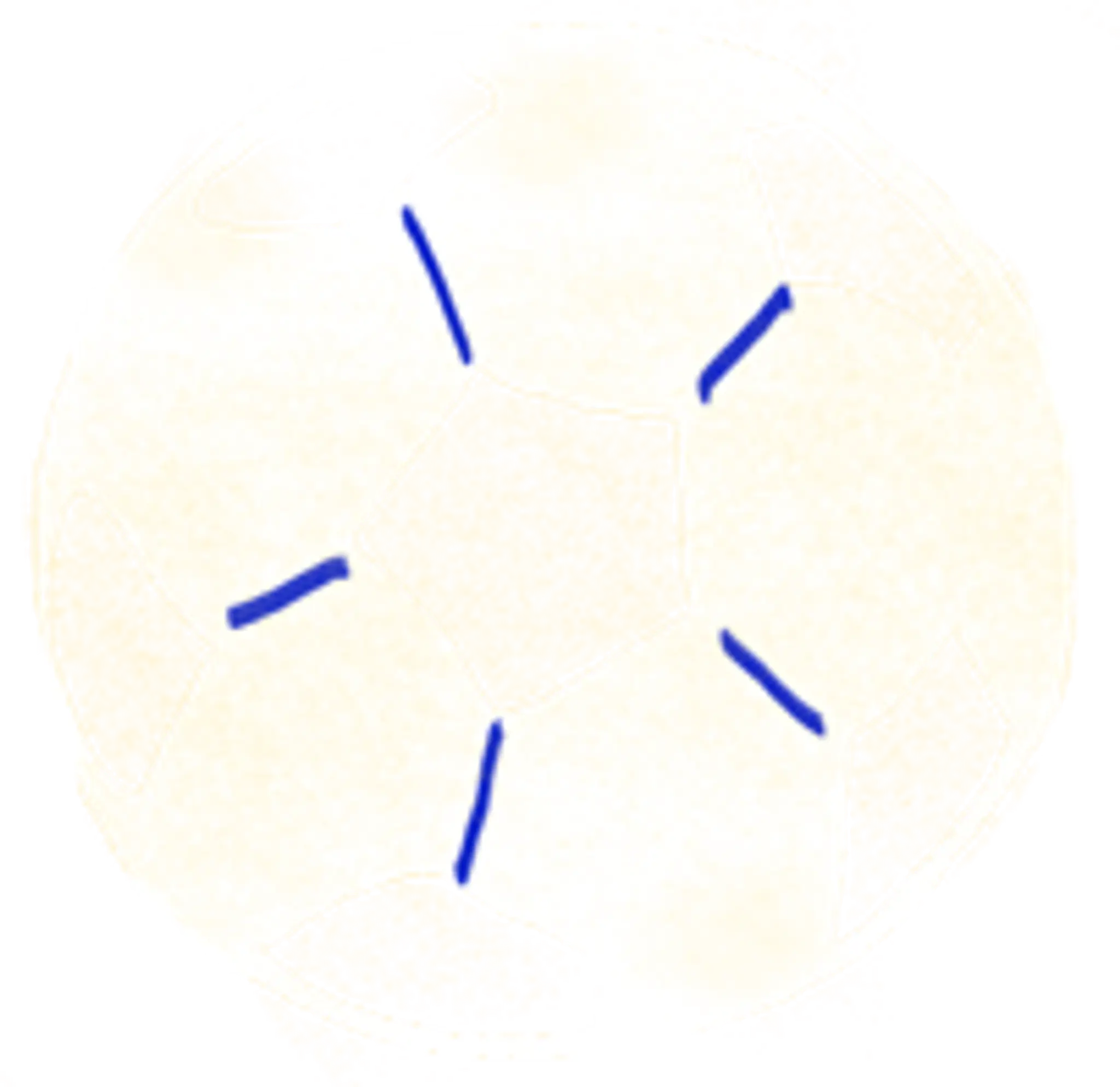 The Amazing Gracies FC