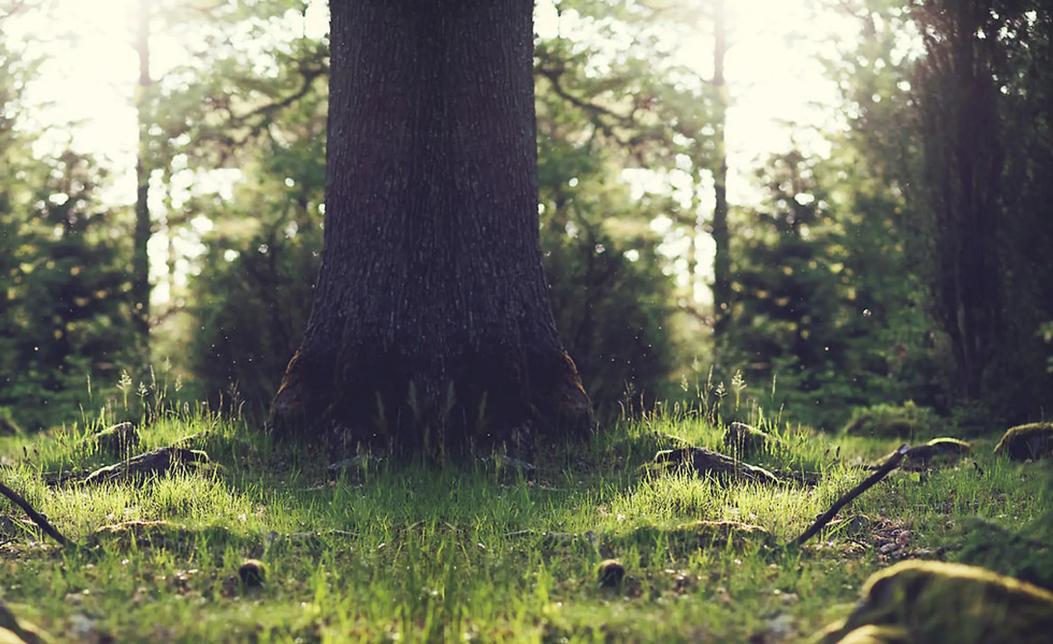 Silver Brumby Trails