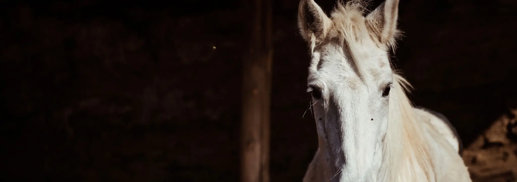 Écurie poney club du Soleil
