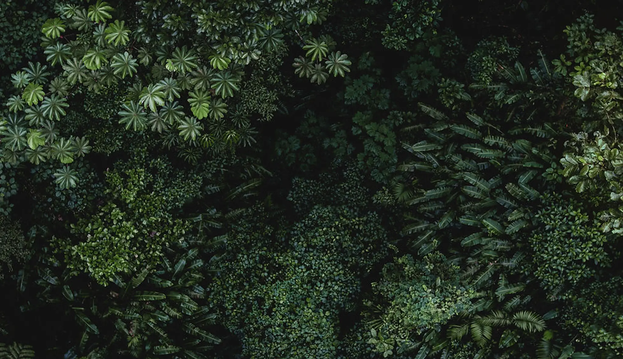 Amazonia La Loyère