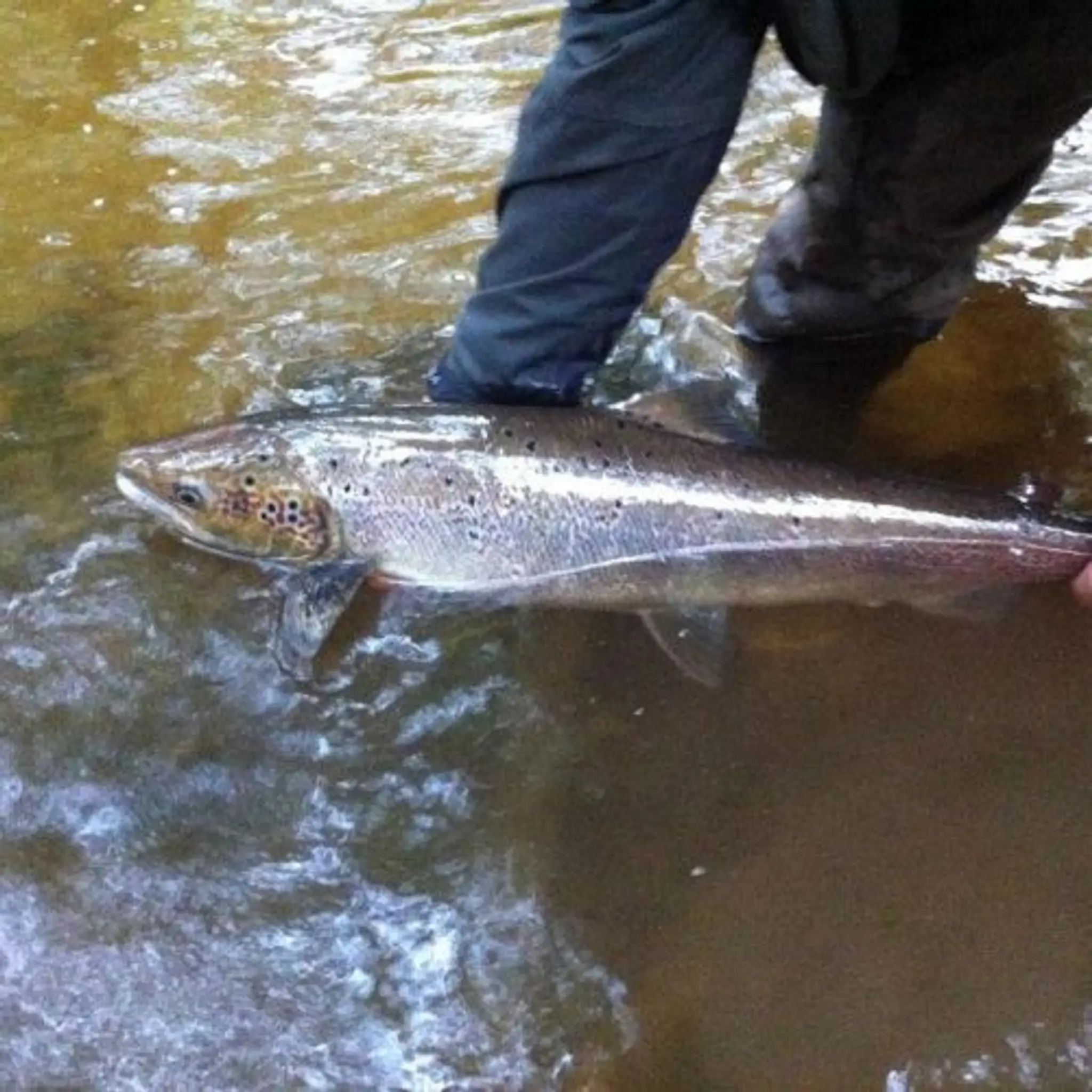 Liskeard & District Angling Club