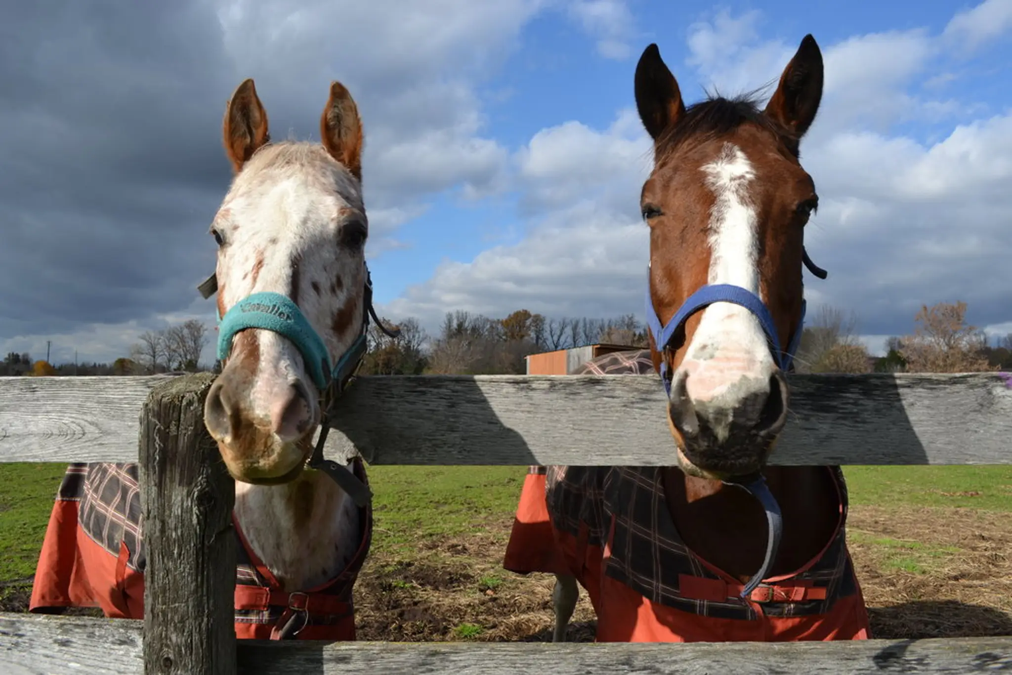 Well Dressed Equestrian Inc.