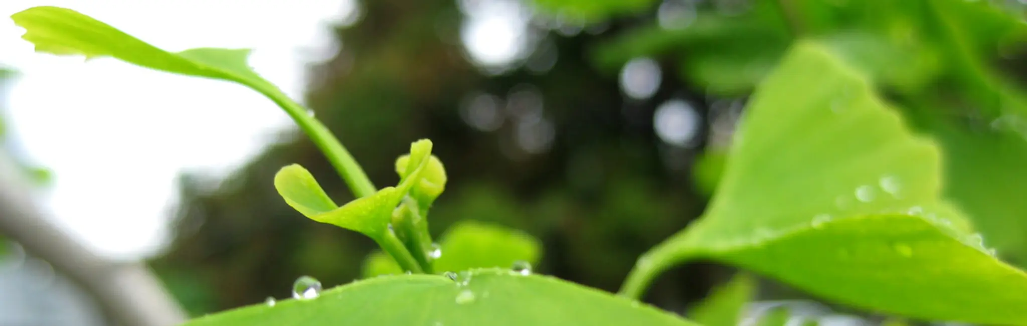 Lincoln Chinese Medical Clinic (Acupuncture, Herbal Medicine, Tuina, Taiji Quan)