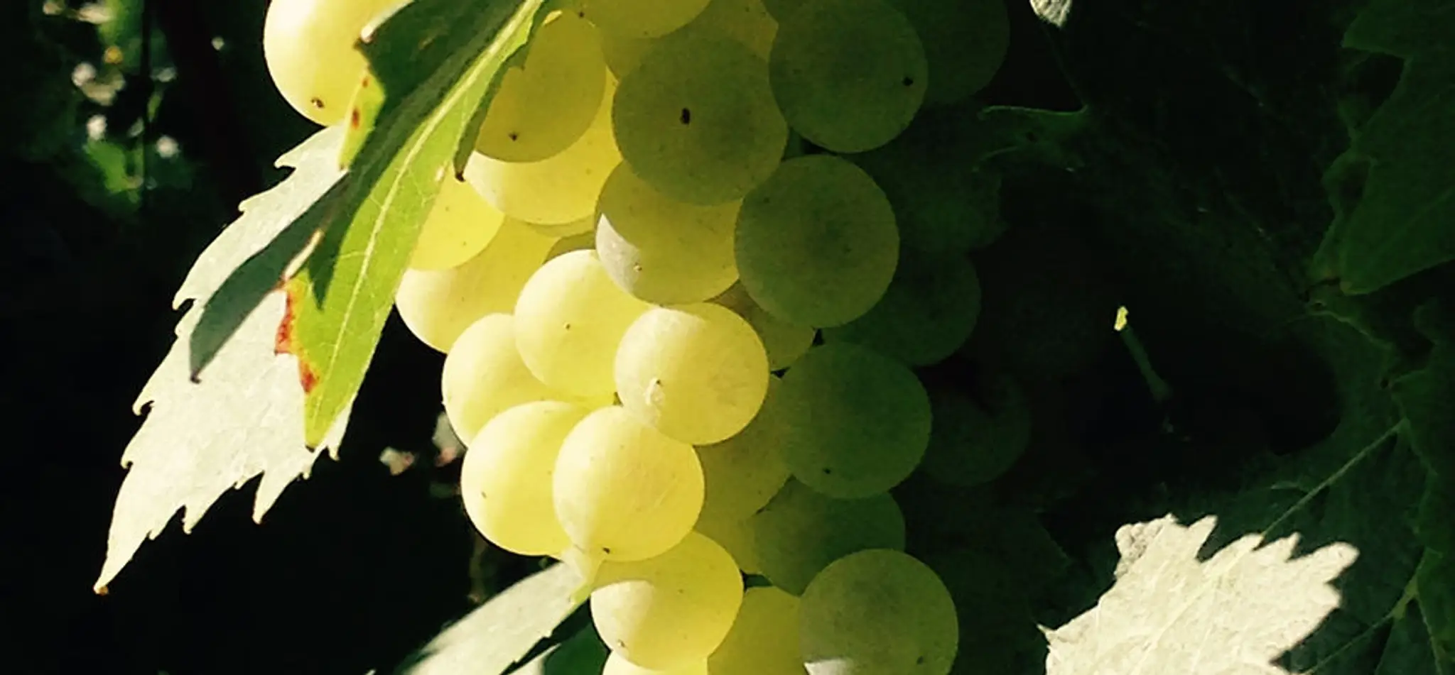 Base Recreation of coucut