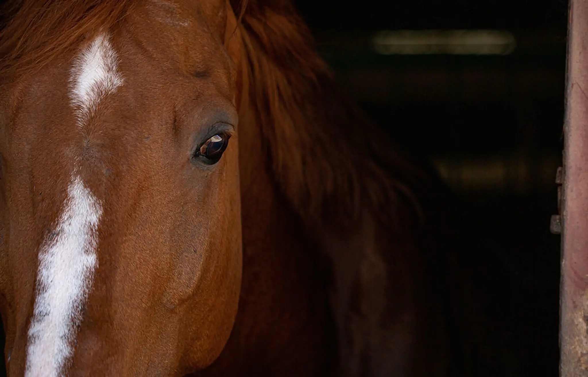 Ecuries De La Sensée